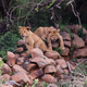 Illustration for article titled Photo Safari: Lions